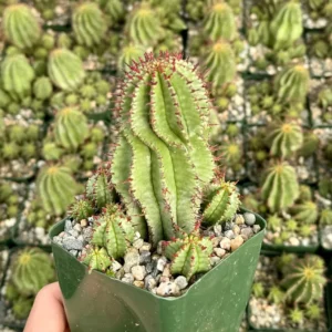 Euphorbia Horrida Boiss Live Succulent Plant - Snake Cactus in 4