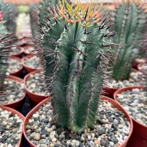 Euphorbia Horrida Boiss Live Succulent Plant - Snake Cactus in 4" or 6" Pot - Image 1