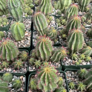 Euphorbia Horrida Boiss Live Succulent Plant - Snake Cactus in 4