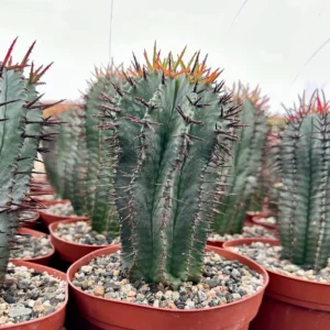 Euphorbia Horrida Boiss Live Succulent Plant - Snake Cactus in 4