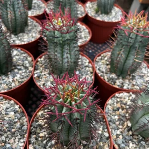 Euphorbia Horrida Boiss Live Succulent Plant - Snake Cactus in 4