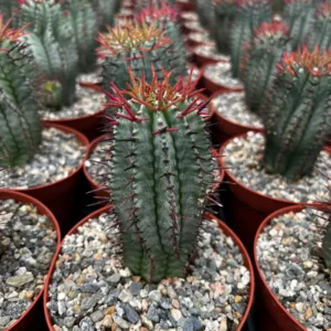 Euphorbia Horrida Boiss Live Succulent Plant - Snake Cactus in 4