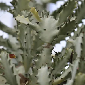 Euphorbia lactea Cactus Plant Green - 2 Live Cuttings - Indoor/Outdoor - Image 2