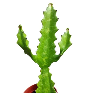 Euphorbia lactea 'Dragon Bone' Cactus Live Plant – Unique Succulent - Image 1