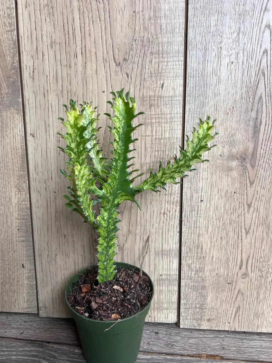 Euphorbia Lactea Variegated Dragon Bone Live Plant – 4" Pot Succulent - Image 2