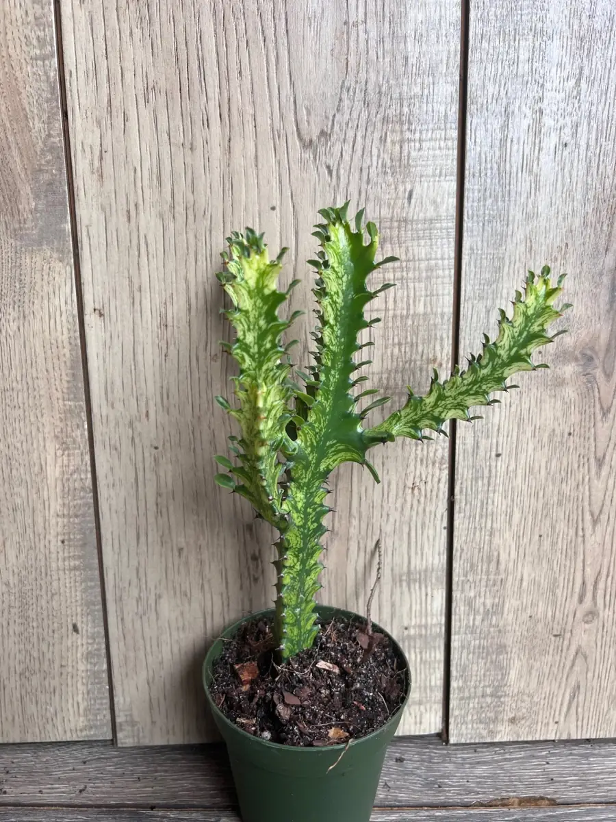 Euphorbia Lactea Variegated Dragon Bone Live Plant – 4" Pot Succulent - Image 3