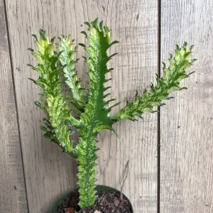 Euphorbia Lactea Variegated Dragon Bone Live Plant – 4" Pot Succulent - Image 1