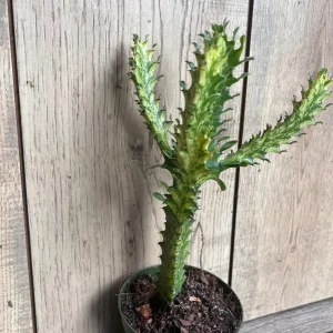 Euphorbia Lactea Variegated Dragon Bone Live Plant – 4
