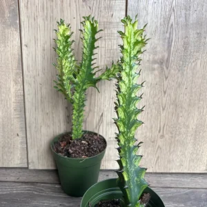 Euphorbia Lactea Variegated Dragon Bone Live Plant – 4
