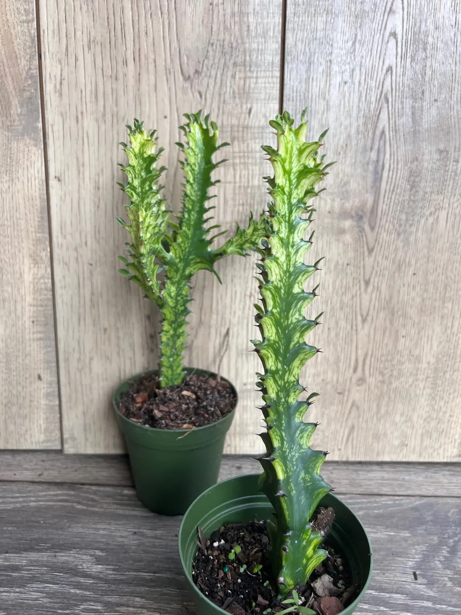 Euphorbia Lactea Variegated Dragon Bone Live Plant – 4" Pot Succulent - Image 5