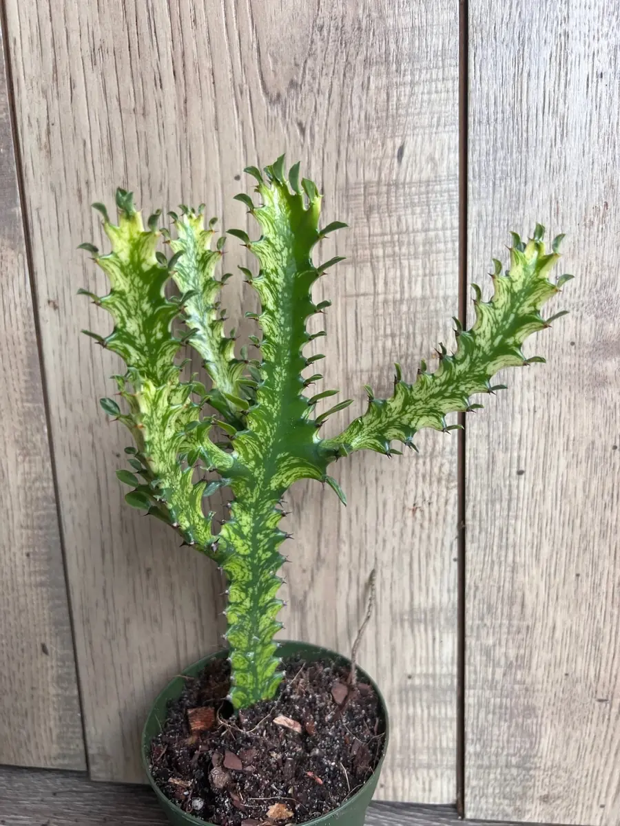 Euphorbia Lactea Variegated Dragon Bone Live Plant – 4" Pot Succulent - Image 1