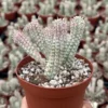 Euphorbia Mammillaris Variegated Succulent Live Plant - Rare Pink Corn Cob in 2-4 inch Pot - Image 1