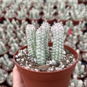 Euphorbia Mammillaris Variegated Succulent Live Plant - Rare Pink Corn Cob in 2-4 inch Pot - Image 3