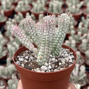 Euphorbia Mammillaris Variegated Succulent Live Plant - Rare Pink Corn Cob in 2-4 inch Pot - Image 1