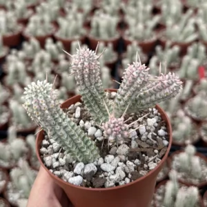 Euphorbia Mammillaris Variegated Succulent Live Plant - Rare Pink Corn Cob in 2-4 inch Pot - Image 4