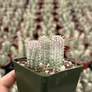 Euphorbia Mammillaris Variegated Succulent Live Plant - Rare Pink Corn Cob in 2-4 inch Pot - Image 7