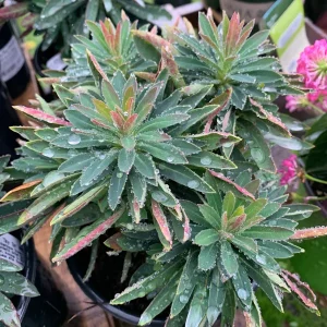 Euphorbia Martini 'Tiny Tim' Live Plant - 6 inch Pot - Outdoor Perennial - Image 2