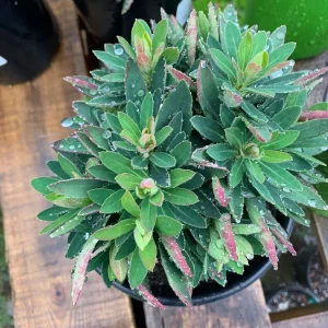 Euphorbia Martini 'Tiny Tim' Live Plant - 6 inch Pot - Outdoor Perennial - Image 3