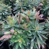 Euphorbia Martini 'Tiny Tim' Live Plant - 6 inch Pot - Outdoor Perennial - Image 1