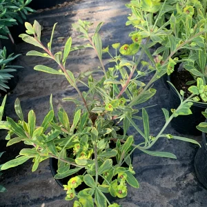 Euphorbia Martinii 'Ascot Rainbow' Live Plant – 1 Gallon Pot – Outdoor Shrub - Image 2