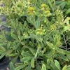 Euphorbia Martinii 'Ascot Rainbow' Live Plant – 1 Gallon Pot – Outdoor Shrub - Image 1