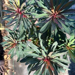 Euphorbia Miner's Merlot Live Plant - 1ft Tall, 1 Gallon Pot, Outdoor Shrub - Image 2