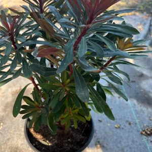 Euphorbia Miner's Merlot Live Plant - 1ft Tall, 1 Gallon Pot, Outdoor Shrub - Image 4