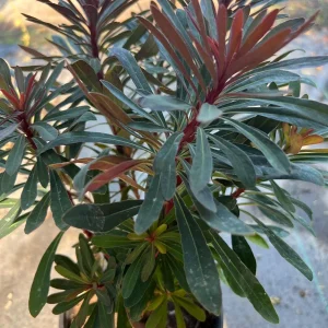 Euphorbia Miner's Merlot Live Plant - 1ft Tall, 1 Gallon Pot, Outdoor Shrub - Image 5