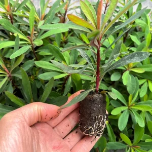 Euphorbia 'Miner's Merlot' Live Plant – Wood Spurge Perennial – Easy Grow, 18-24 in Tall - Image 2