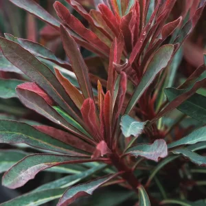 Euphorbia 'Miner's Merlot' Live Plant – Wood Spurge Perennial – Easy Grow, 18-24 in Tall - Image 6