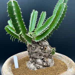 Euphorbia Mlanjeana Live Plant – Rare Succulent – Unique Caudex Plant – Bare Root - Image 2