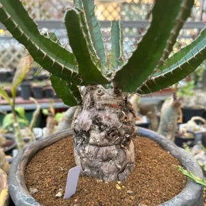 Euphorbia Mlanjeana Live Plant – Rare Succulent – Unique Caudex Plant – Bare Root - Image 3