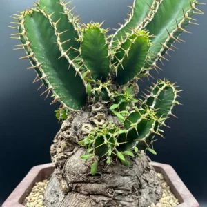 Euphorbia Mlanjeana Live Plant – Rare Succulent – Unique Caudex Plant – Bare Root - Image 1