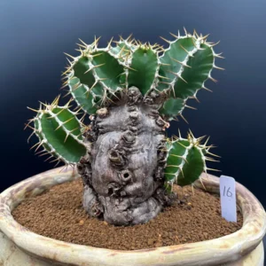 Euphorbia Mlanjeana Live Plant – Rare Succulent – Unique Caudex Plant – Bare Root - Image 6