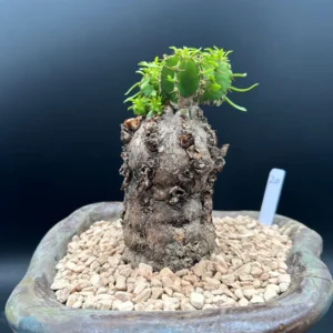 Euphorbia Mlanjeana Live Plant – Rare Succulent – Unique Caudex Plant – Bare Root - Image 8