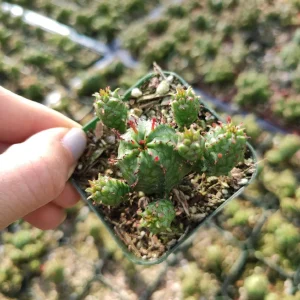 Euphorbia Monstrose Succulent Live Plant - Easy Care for Beginners - Image 2