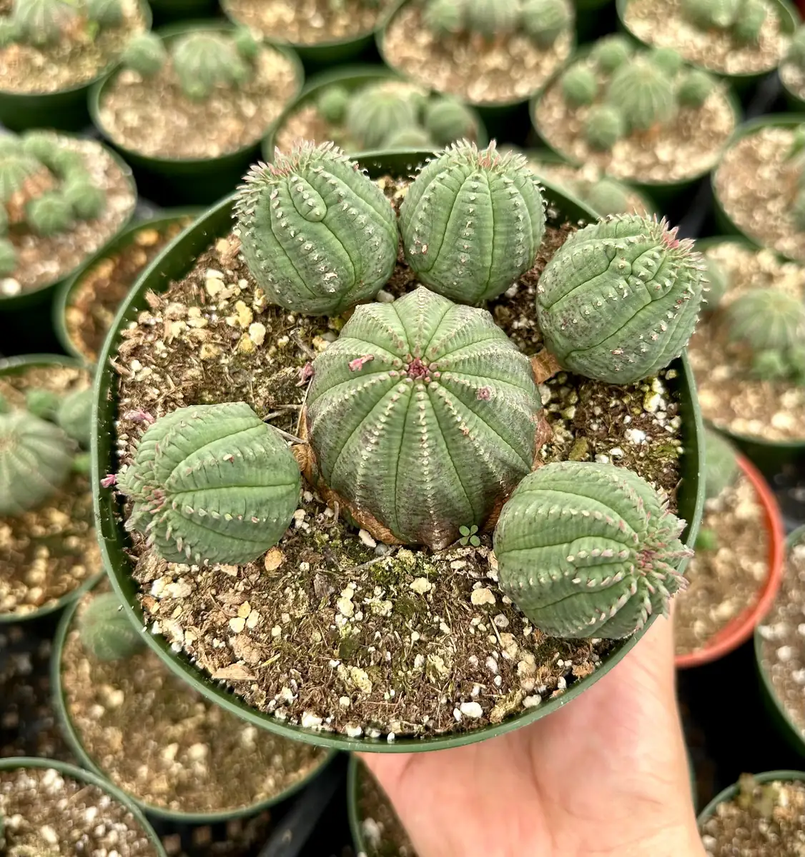 Euphorbia Obesa Baseball Plant Live Succulent - Rare Potted 3.5'' Cactus Cluster - Image 2