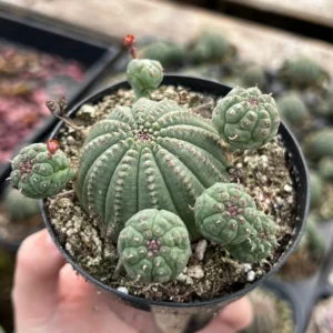 Euphorbia Obesa Baseball Plant Live Succulent - Rare Potted 3.5'' Cactus Cluster - Image 3