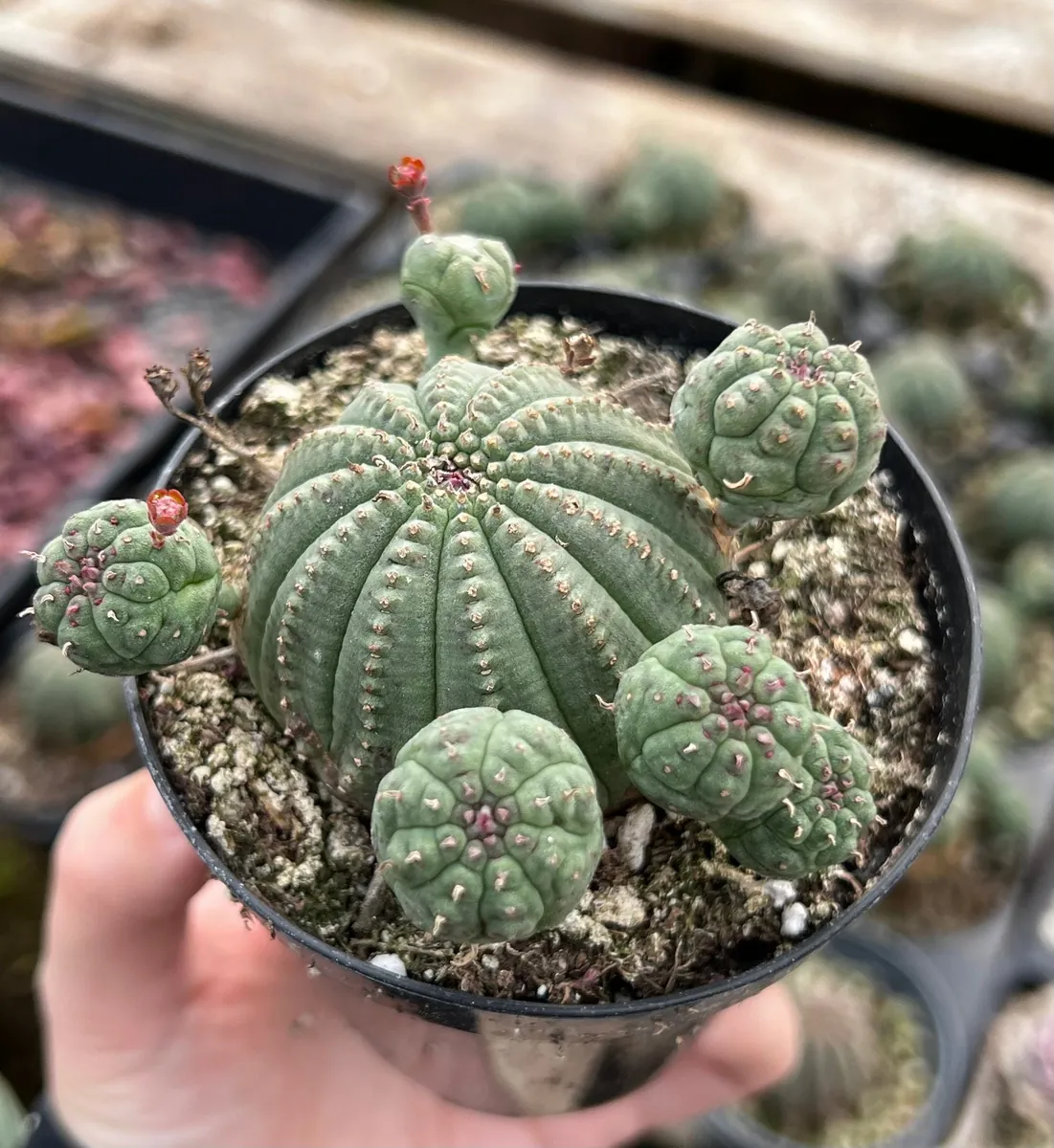 Euphorbia Obesa Baseball Plant Live Succulent - Rare Potted 3.5'' Cactus Cluster - Image 3
