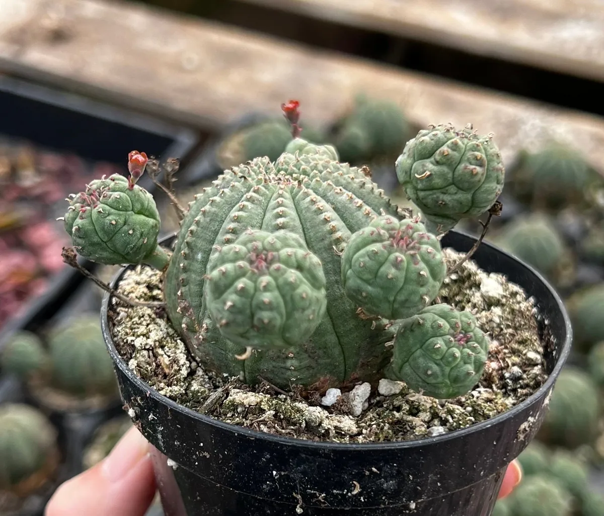 Euphorbia Obesa Baseball Plant Live Succulent - Rare Potted 3.5'' Cactus Cluster - Image 4