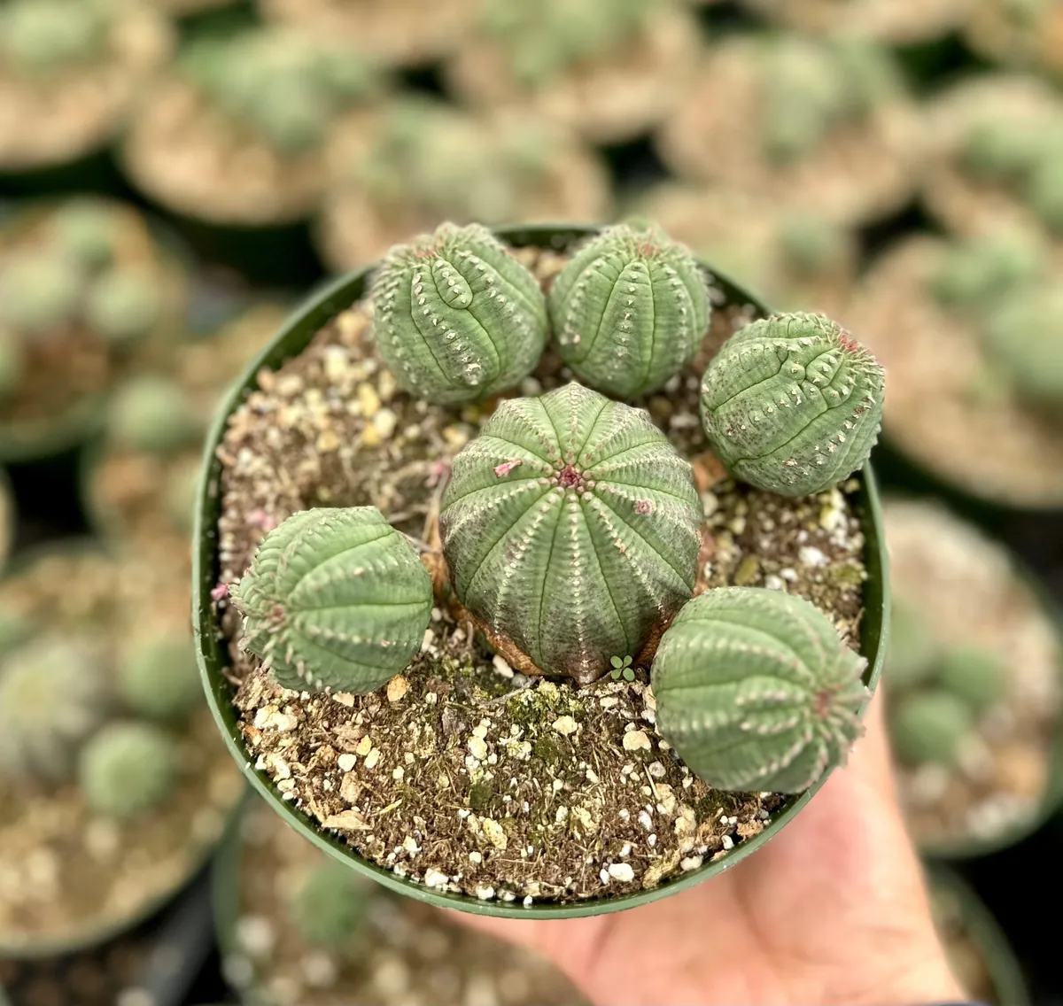 Euphorbia Obesa Baseball Plant Live Succulent - Rare Potted 3.5'' Cactus Cluster - Image 1