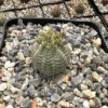 Euphorbia Obesa Hybrid Live Succulent - Baseball Plant in 3" or 5" Pot - Image 1