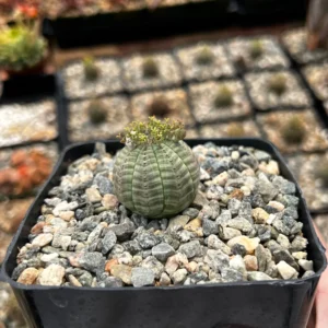 Euphorbia Obesa Hybrid Live Succulent - Baseball Plant in 3