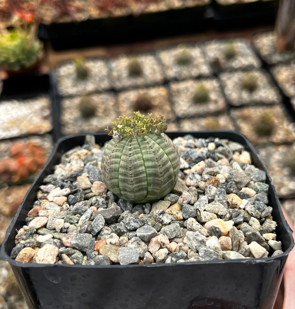 Euphorbia Obesa Hybrid Live Succulent - Baseball Plant in 3" or 5" Pot - Image 2