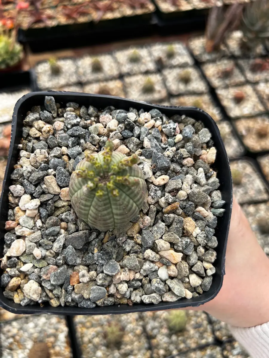 Euphorbia Obesa Hybrid Live Succulent - Baseball Plant in 3" or 5" Pot - Image 3