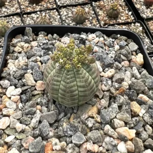 Euphorbia Obesa Hybrid Live Succulent - Baseball Plant in 3