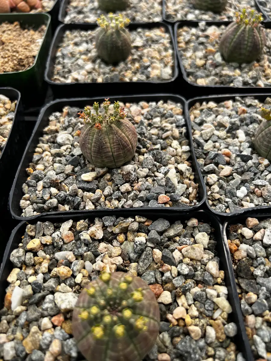 Euphorbia Obesa Hybrid Live Succulent - Baseball Plant in 3" or 5" Pot - Image 5