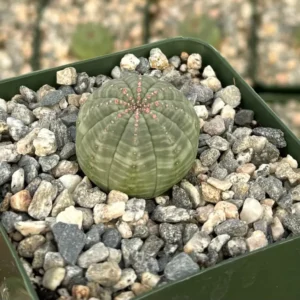 Euphorbia Obesa Hybrid Live Succulent - Baseball Plant in 3