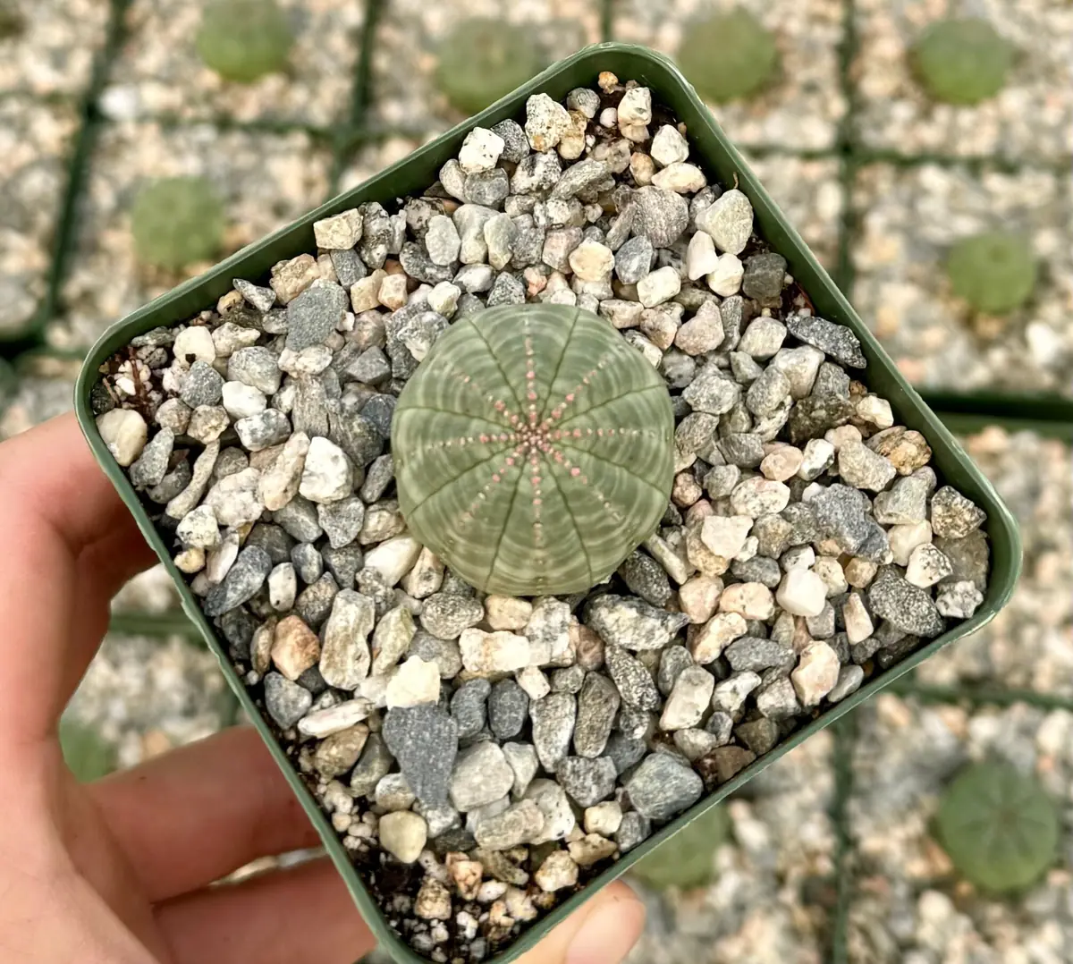 Euphorbia Obesa Hybrid Live Succulent - Baseball Plant in 3" or 5" Pot - Image 7