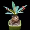 Euphorbia Pachypodioides Seeds - Rare Exotic Succulent Cactus Seeds - 5 Pack Outdoor - Image 1